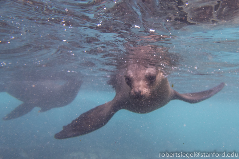 galapagos